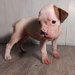 Girl 1 - White female Boxer puppy in Canterbury, Connecticut from Franklin’s Boxers