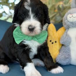Ian - Tri-color male Bernedoodle puppy in Yuciapa, California from AlltheDoodlez_