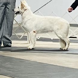 Berger Blanc Suisse Puppies from Wynter Spirit Kennels