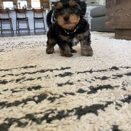 Assorted Doodle Crosses, Double Doodle, Maltipoo, Morkie, and Yorkipoo Puppies from Danza Bolo