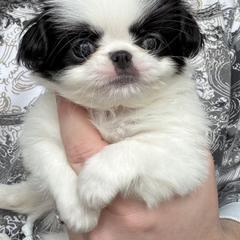 Black-white Girl - Black and white female Japanese Chin puppy in Little Rock, Arkansas from Montra Japanese Chin & Cavalier King Charles Spaniels