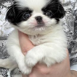 Black-white Girl - Black and white female Japanese Chin puppy in Little Rock, Arkansas from Montra Japanese Chin & Cavalier King Charles Spaniels