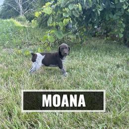 German Shorthaired Pointer Puppies from LyonHeart Kennels