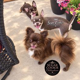 Chihuahua Puppies from Sugar Cookie Chihuahuas