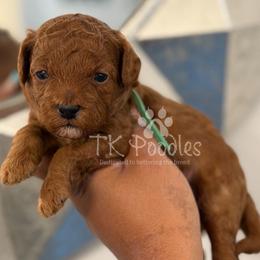 Aruba - Red  male Poodle puppy in Belleville, New Jersey from TK Poodles