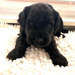 Benjamin - Black male Goldendoodle puppy in Point, Texas from Tiny Paws Goldendoodles
