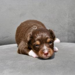 CORAL - Red tri-color female Miniature American Shepherd puppy in Bixby, Oklahoma from Roeboat Aussies