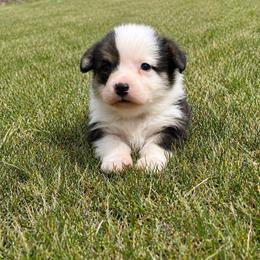Squeaky - White and black male Pembroke Welsh Corgi puppy in Wyoming from Maria's Pembroke Welsh Corgis