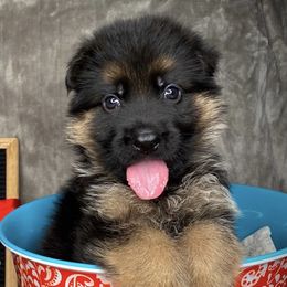 German Shepherd Puppies from AceHaven Canines