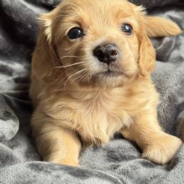 Bowen - Cream male Dachshund puppy in Sumrall, Mississippi from Huckleberry Tails