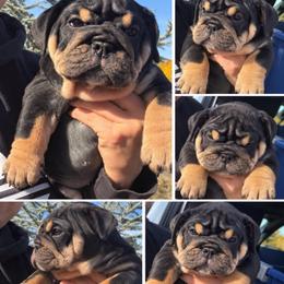 Tally - Black tri-color female Bulldog puppy in Seattle, Washington from mama Myra bulldogs
