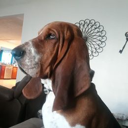 Sargent Foley - Basset Hound