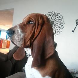 Sargent Foley - Basset Hound