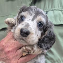 Rocky - Blue and tan male Dachshund puppy in Randolph, Texas from Spindle's Little Treasures
