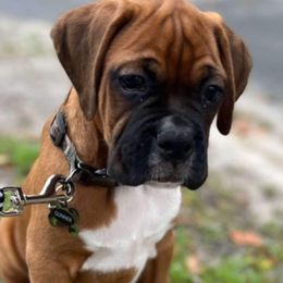 Boxer Puppies from Starlight Boxer Corner