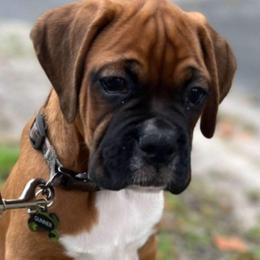 Boxer Puppies from Starlight Boxer Corner