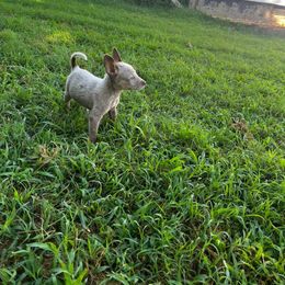 Australian Cattle Dog Puppies from Twisted C Heelers