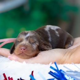 Star - Dapple female Dachshund puppy in Fort Myers, Florida from Blossom Paws