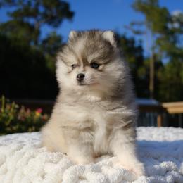 Beckett - Silver and white male Pomsky puppy in Loxahatchee, Florida from Cardinal Point Pomskies