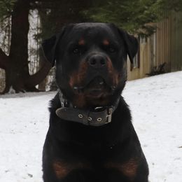 Vader - Rottweiler