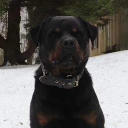 Vader - Rottweiler