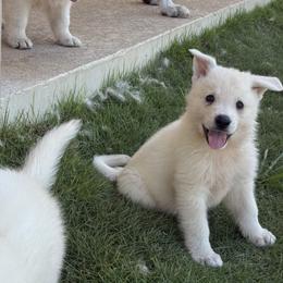 Prince - White male Berger Blanc Suisse puppy in Bexar County, Texas from Scenic Creek German Shepherds and White Swiss Shepherds