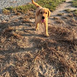 Purple - Yellow female Labrador Retriever puppy in Newton Grove, North Carolina from Wayalife Labradors & Gsp’s