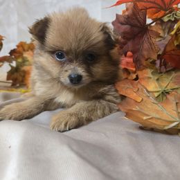 Pumpkin - Cream female Pomeranian puppy in Newport News, Virginia from Itty bitty friends