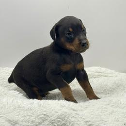 No collar male - Black and rust male Doberman Pinscher puppy in Lafayette, Louisiana from Indah Lux Dobermans