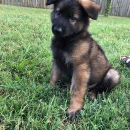 German Shepherd Puppies from Morris German Shepherds
