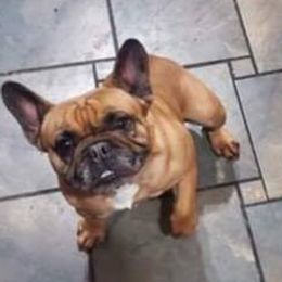 Companion Crosses, Dachshunds, and French Bulldogs from Mid Michigan Paws