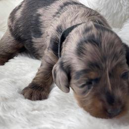 Dachshund Puppies from Hart Dachshunds