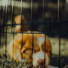 Nova Scotia Duck Tolling Retriever Puppies from Spitfire Tollers