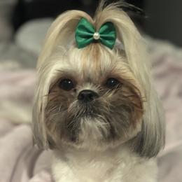 Shih Tzus from Yahaira Toro