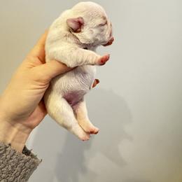 Aspen - Cream female French Bulldog puppy in Campbell Hall, New York from Charlie’s Frenchies