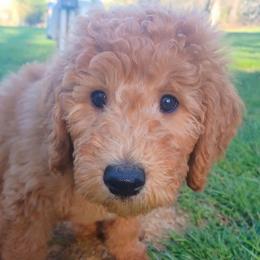 Billy - Red  male Goldendoodle puppy in Georgetown, Tennessee from Georgetown Designer & Purebred Puppies