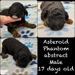 Asteroid - Phantom male Poodle puppy in Wheatland, California from Sapphire Ridge Poodles