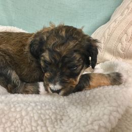 Bernedoodle Puppies from Cry Woof LLC