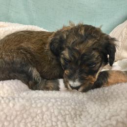Bernedoodle Puppies from Cry Woof LLC