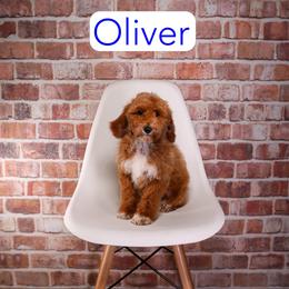 Oliver - Red  male Goldendoodle puppy in Calhoun, Georgia from Happy Top Doodles