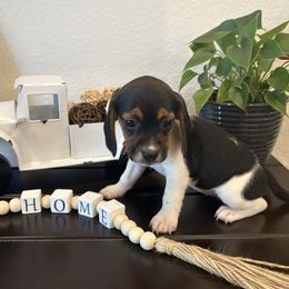 Pocket Beagle Ruby - Black white and tan female Beagle puppy in Gentry, Arkansas from HC Puppy Ranch