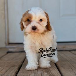 Patch - Blenheim male Cavapoo puppy in Nashville, Arkansas from Rocky Road Puppies