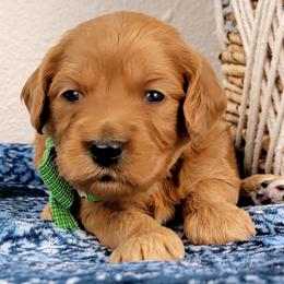 Tristan - Red male Bernedoodle puppy in Temecula, California from Oodles O'Doodles