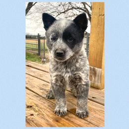 Australian Cattle Dog Puppies from Dusty Boots Ranch