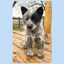 Australian Cattle Dog Puppies from Dusty Boots Ranch