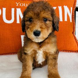 Clyde - Merle male Goldendoodle puppy in Auburn, Indiana from Martin’s Doodles