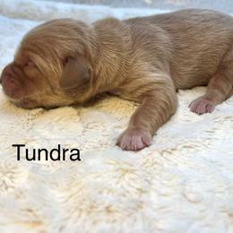 Tundra - Golden female Golden Retriever puppy in New Ringgold, Pennsylvania from Hawk Mountain Doodles