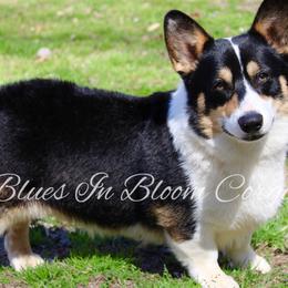 Rogue - Pembroke Welsh Corgi
