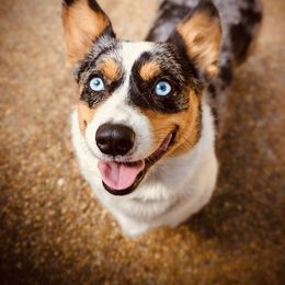 Jo - Pembroke Welsh Corgi