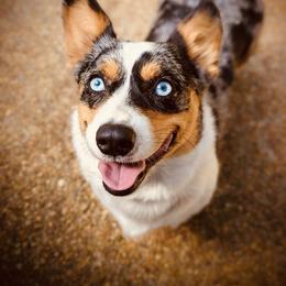 Jo - Pembroke Welsh Corgi